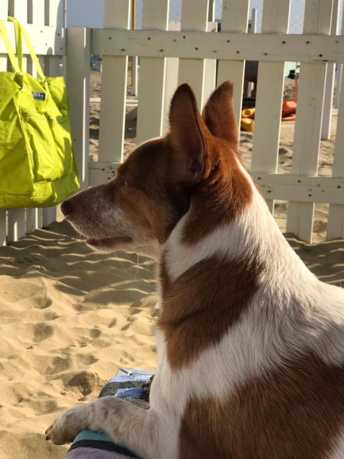 La Casa Di Pamy Lägenhet Bellaria-Igea Marina Exteriör bild